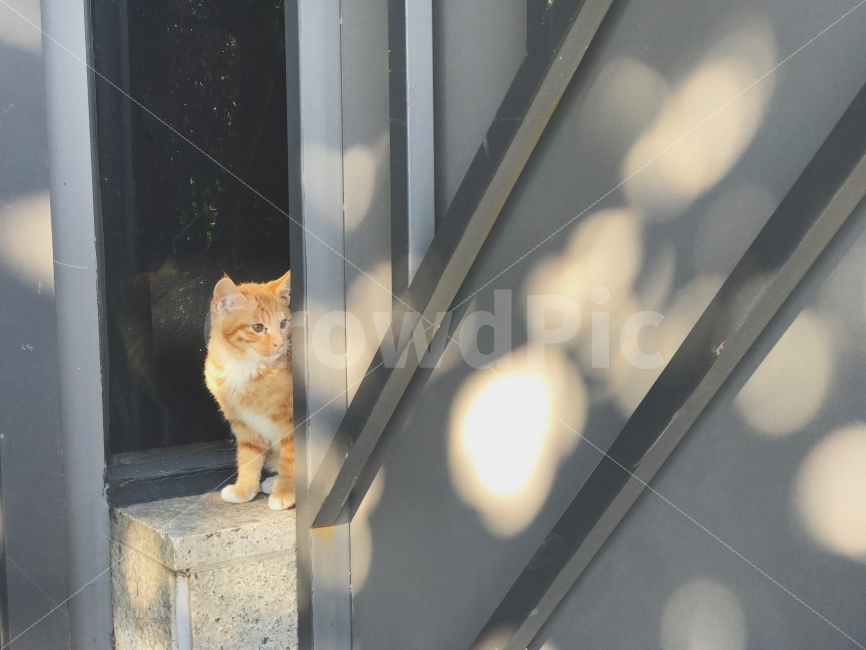 동물,고양이,시선,햇빛,오후,동물,animal,고양이,cat,kitten,kitty,포유류,mammal