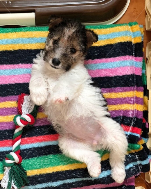 와이어폭스테리어,폭스테리어,반려견,강아지,애기,동물,animal,포유류,mammal,개,강아지,dog,doggy