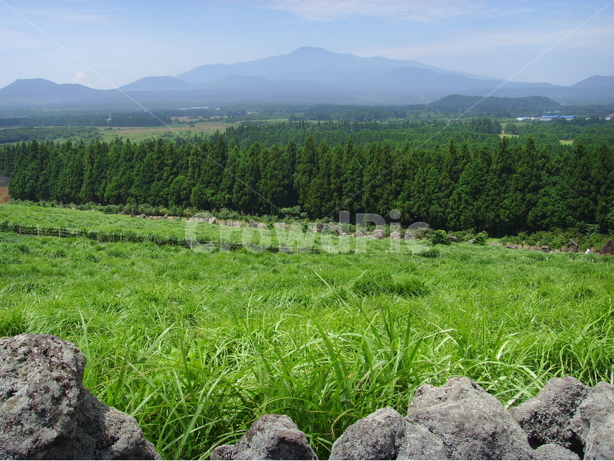 돌,나무,침엽수,풀,싱그러움,여름,녹색,시원함,자연풍경,감성,자연,풍경,nature,landscape,tree,plant,식물,fir,전나무