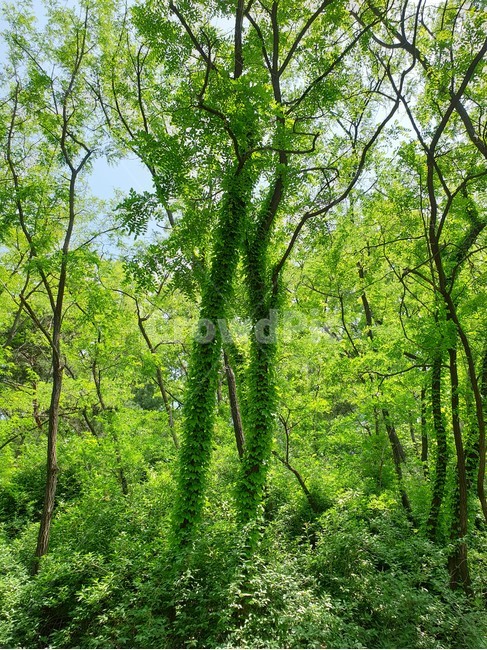 담쟁이,나무담쟁이,숲담쟁이,봄담쟁이,담쟁이덩쿨