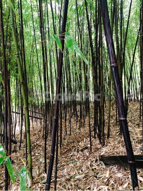 대나무,나무,자연,tree,nature,bamboo,오죽,강릉