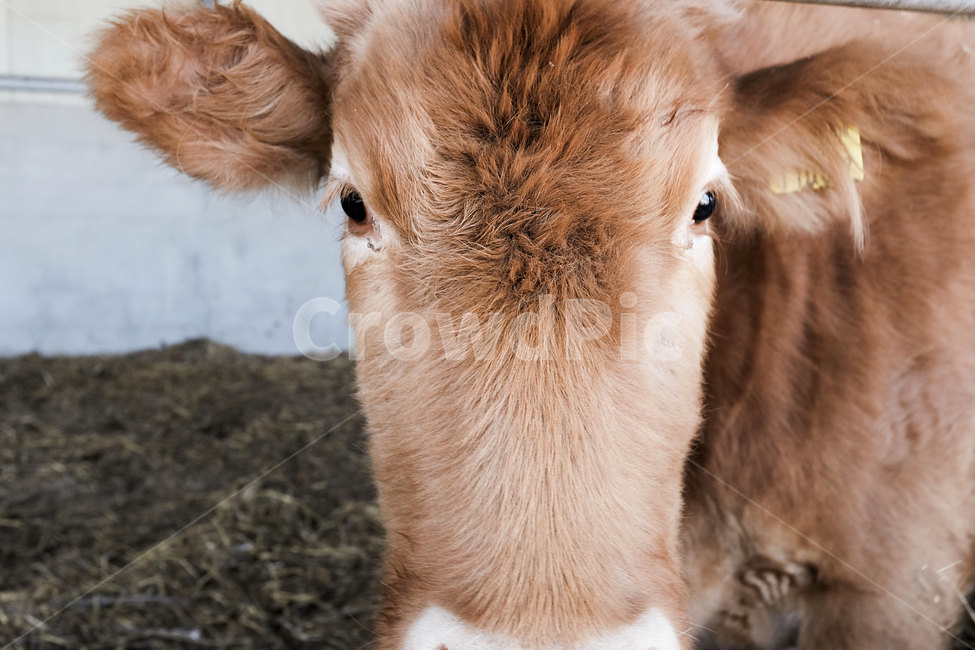 동물,소,우사,포유류,시골,cow,cattle,animal,mammalia,동물,animal,포유류,mammal