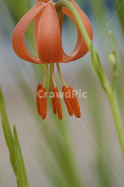 식물,화분,나리꽃,꽃,flower