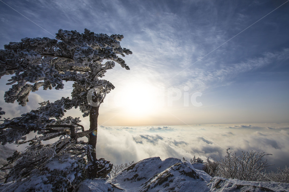 설경,풍경,한국의미,일몰,운해,겨울,계절,winter,season,자연,풍경,nature,landscape,식물,plants,나무,trees,wood,plant,tree