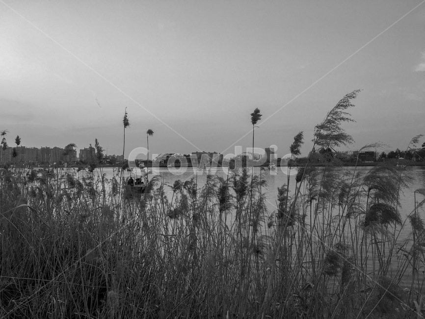 대구,수성못,갈대,수성유원지,대구수성못,자연,풍경,nature,landscape,흑백,모노톤,monochrome,black and white,grass,잔디,plant,식물,lawn,reed