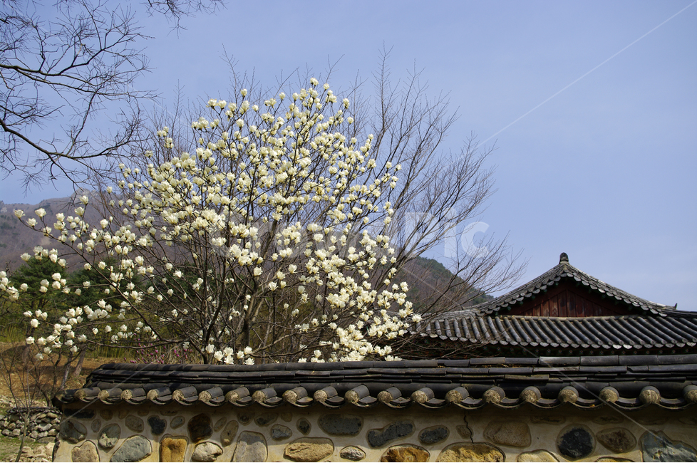 한국,밀양,표충사,사찰,절,목련나무,담,기와지붕,돌담,기와,봄,계절,spring,season,한국전통,한국문화,korean traditional,korean culture,식물,자연,plants,nature,꽃,flower,나무,trees,wood,건축물,건물외관,exterior,building,structure,architecture,construction,roof,지붕