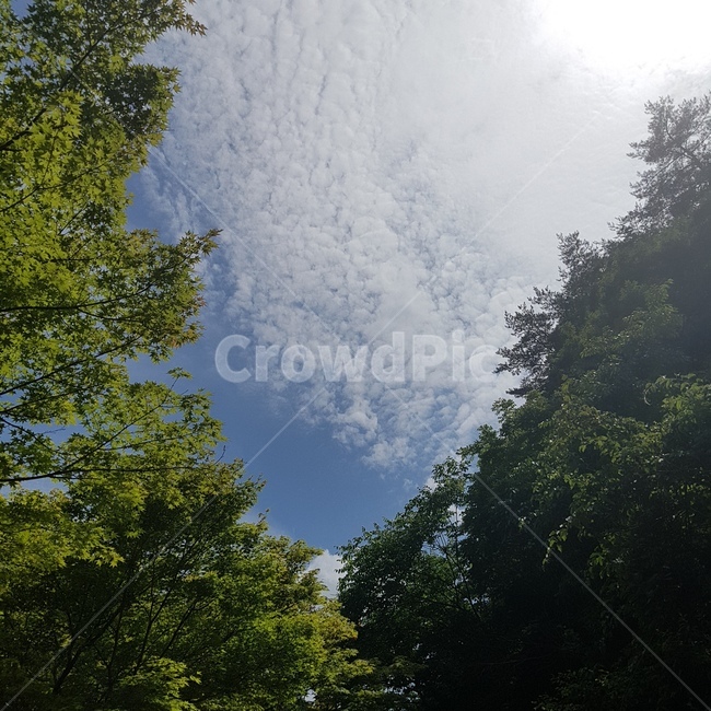 nature,자연,weather,날씨,옥외,나무,tree,sky,하늘,구름,cloud,자연,풍경,nature,landscape,outdoors