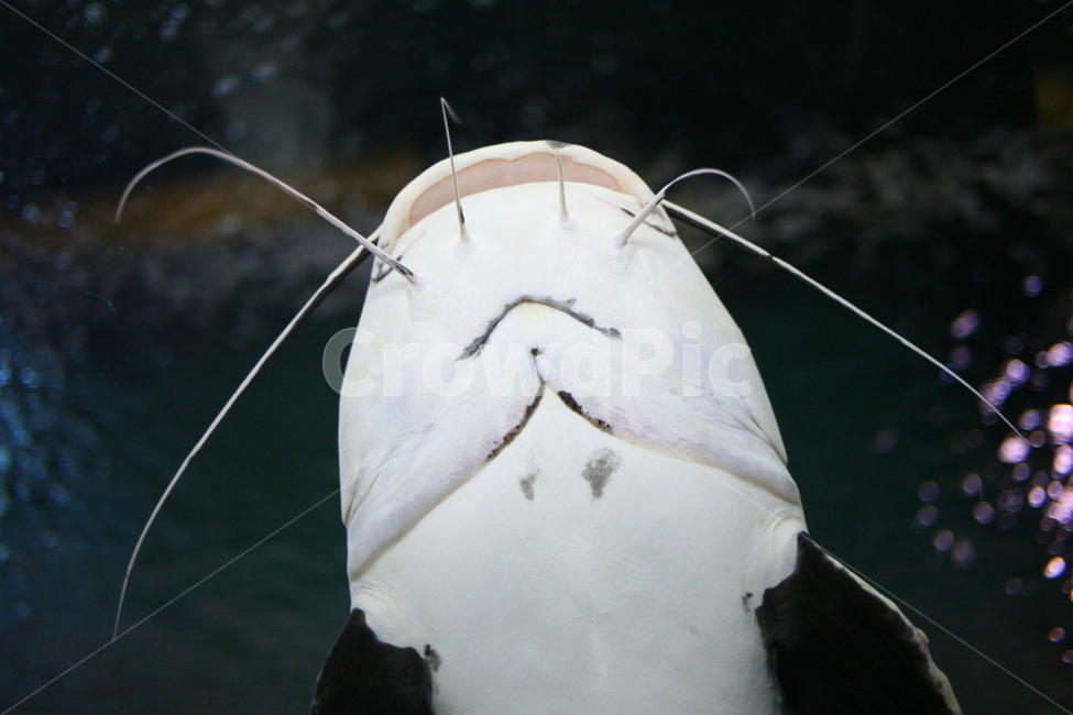 animal,동물,메기,물고기,수조,fish