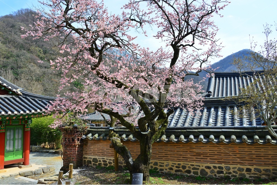 plant,식물,blossom,flower,꽃,장성,백양사,고불매,매화,홍매화,지붕,사찰,절,자연,경치,경관,매화나무