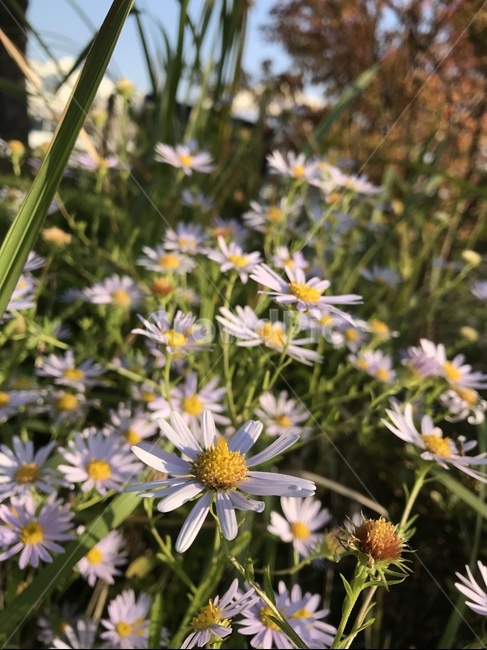 꽃,들꽃,자연,가을,식물,풀,나무,flower,wildflower,nature,fall,plants,감성