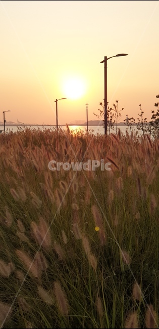 자연,빛,해빛,난간,식물,물,바다,하늘,석양,황혼,일몰,풍경,노을,풀,잔디,grass,자연,풍경,nature,landscape,plant