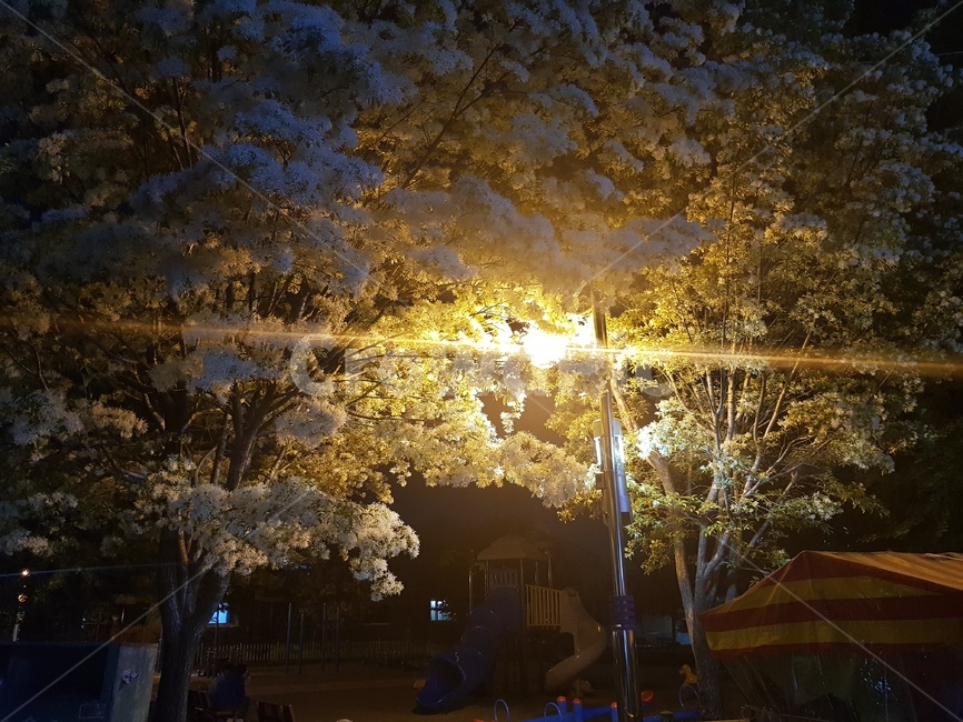 풍경,꽃,가로등,불빛,나무,아늑함