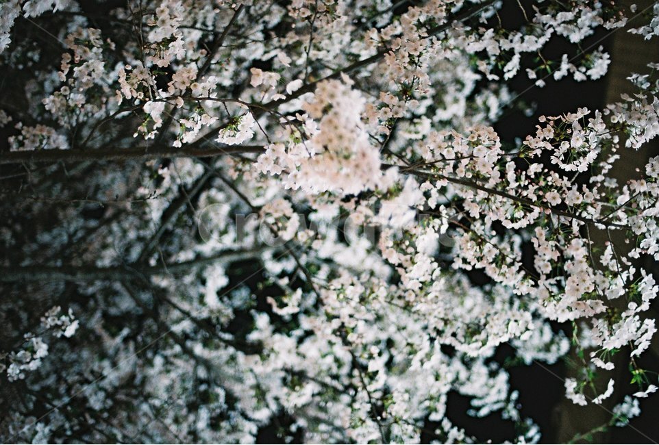 필름,벚꽃,벚꽃야경,필름사진,감성,감성사진,봄,계절,spring,season,야경,밤,풍경,nightscape,night,landscape,식물,자연,plants,nature,꽃,flower,plant,blossom,cherry blossom