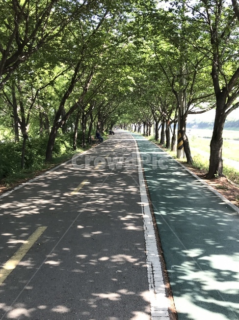 산책,조깅,숲,자전거길,거리,풍경