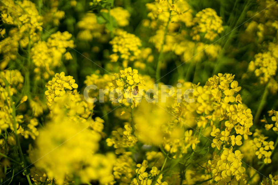 유채,봄,봄꽃,꽃,노랑,근접,풍경,자연,봄,계절,spring,season,식물,자연,plants,nature,꽃,flower,blossom,plant