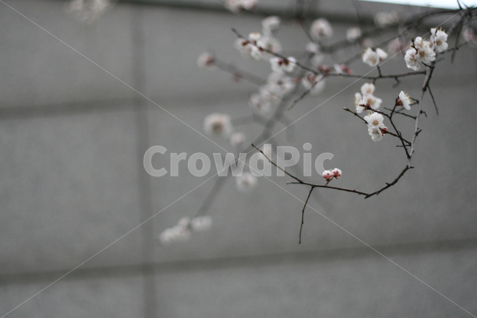 꽃,flower,blossom,식물,plant,봄,매화,식물,자연,plants,nature,꽃,flower