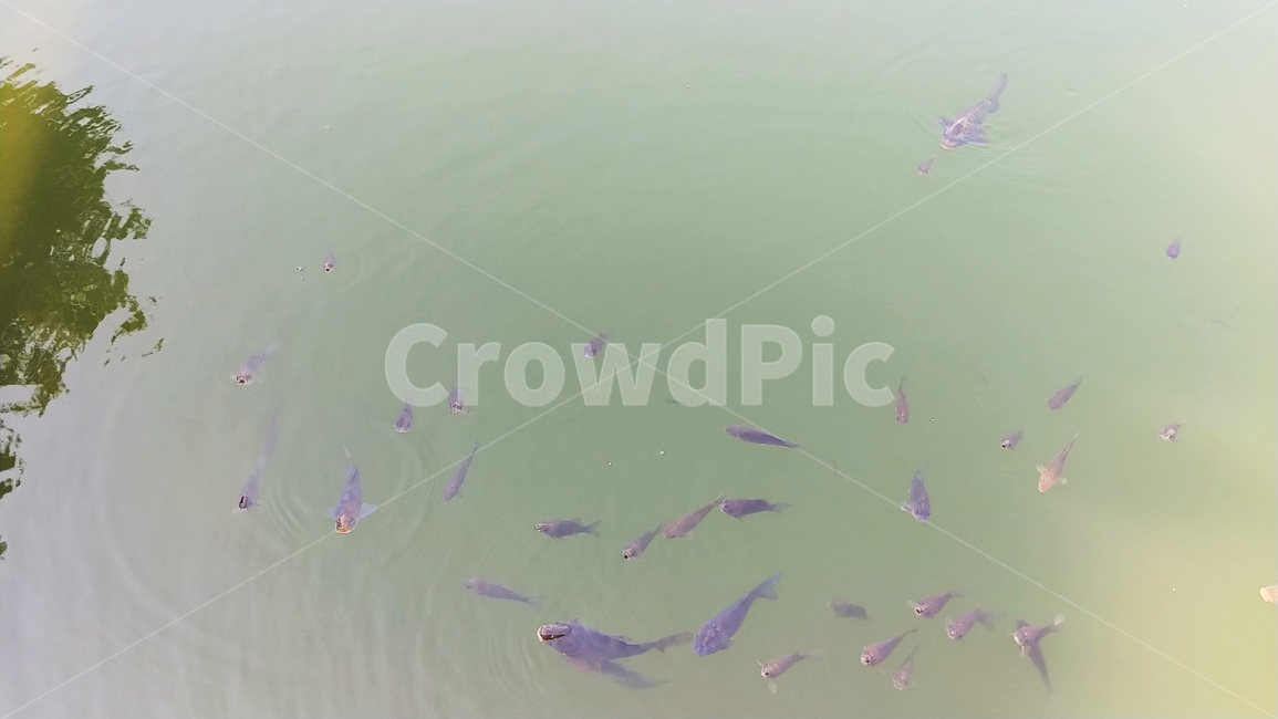 물고기,물고기떼,자연,어류,fish,물,물결,강,강물,동물,animal,어류,물고기,fish
