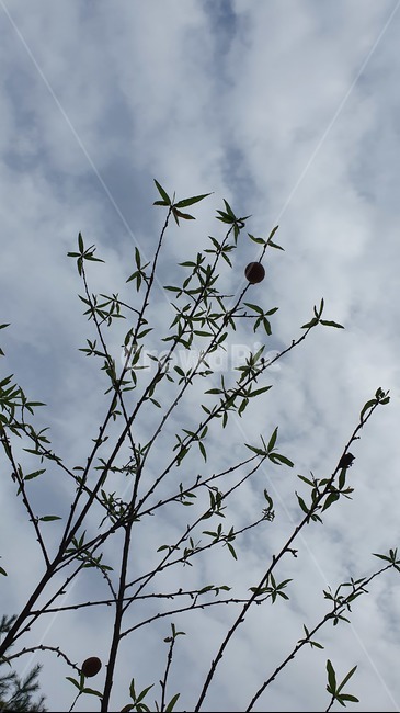 복숭아나무,복숭아,peach,tree,열매,가을,fall,과일,fruit,자연,nature