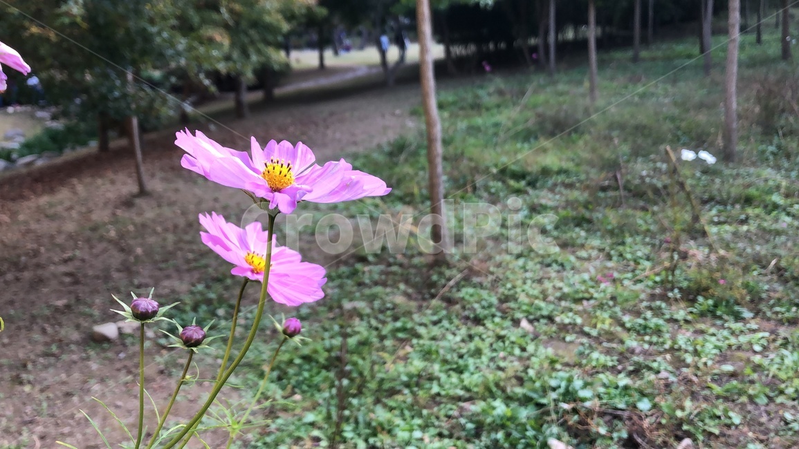 코스모스,보라색,봄,꽃잎,자연,식물,blossom,꽃,flower,geranium,풀,봄날,핑크,분홍