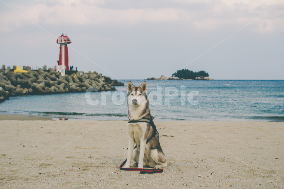 시베리안허스키,허스키,바다,반려견,개,반려동물,대형견,중형견,동물,sea,dog,siberianhusky,husky,해변,바다,beach,sea,동물,animal,포유류,mammal,개,강아지,dog,doggy