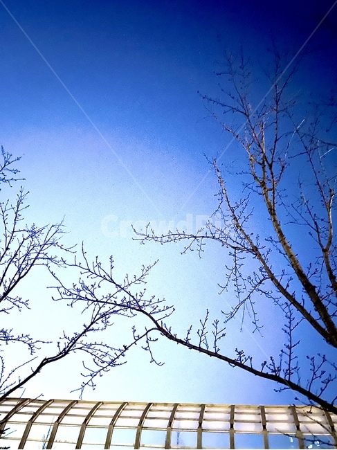nature,자연,outdoors,옥외,초저녁,하늘,나무