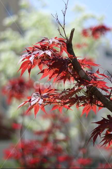 홍단풍,자주,구름,봄,파랑,가을,계절,fall,autumn,season,식물,자연,plants,nature,plant,leaf,잎,tree,나무,maple,단풍