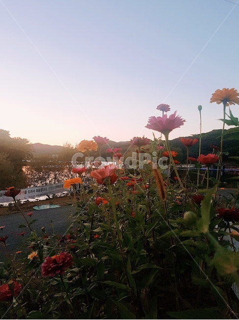 꽃,노을,예쁜꽃,컬러,풍경
