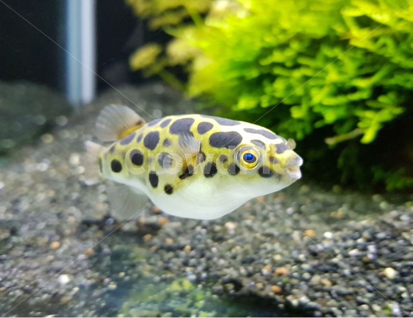 복어,초록복어,puffer,spottedgreenpuffer,greenspottedpuffer,동물,animal,어류,물고기,fish