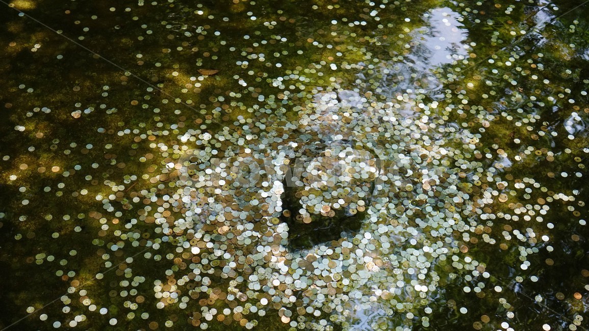 동전,소원,은각사,일본,교토,coin,wish,hope,연못,pond,japan,kyoto,silverpavilion,소원연못,동전연못,돈,자연,풍경,nature,landscape,blossom,꽃,petal,꽃잎,flower,plant,식물