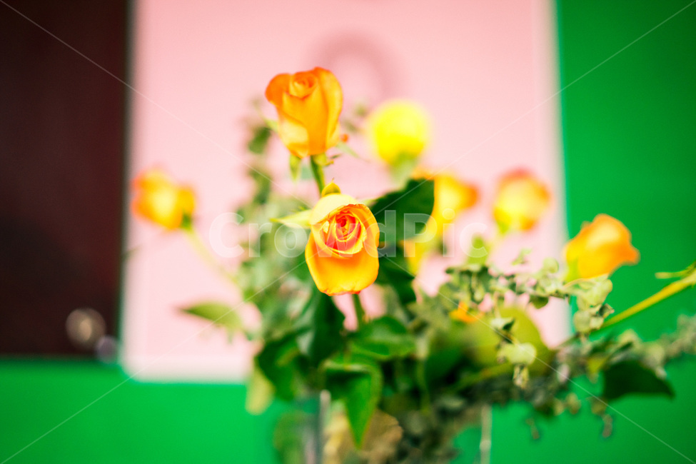 꽃,꽃사진,봄,개화,자연,식물,자연,plants,nature,꽃,flower,실내용화초,화분,화초,house plant