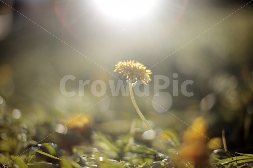 여행,식물,민들레,역광,민들레사진,꽃,자연,접사,식물,자연,plants,nature,꽃,flower,감성,sensible,feeling,휴식,힐링,rest,relaxation,healing