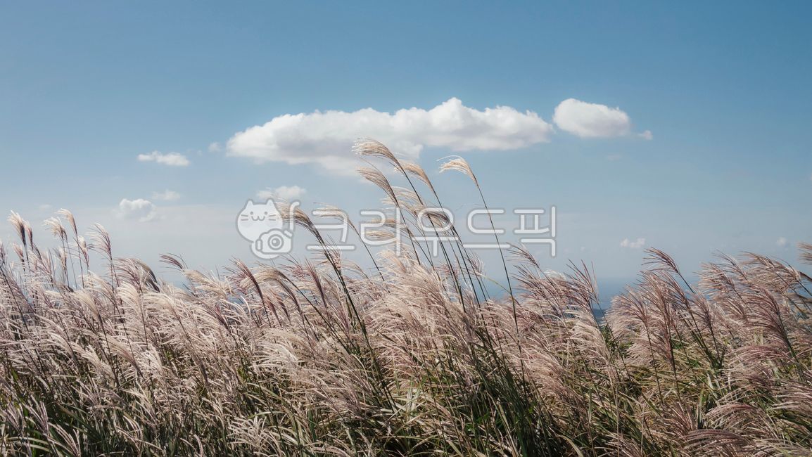 제주,제주도,가을,가을하늘,가을분위기,억새,풀,하늘,청명한,구름,뭉게구름,plant,식물,reed,갈대,흔들리는,바람,가을,계절,fall,autumn,season