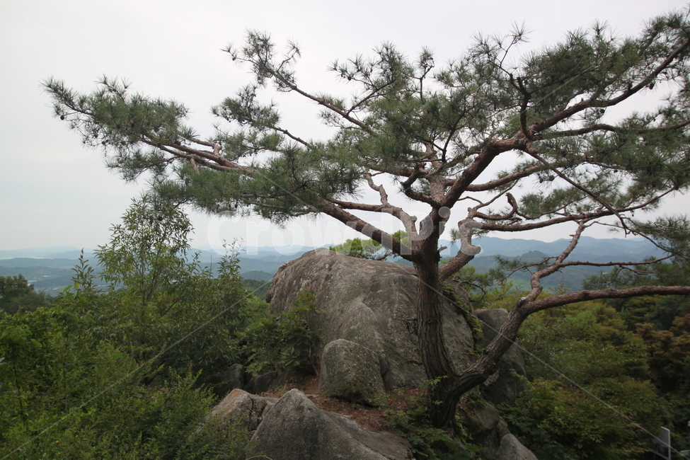 소나무,나무,tree,plant,식물,자연