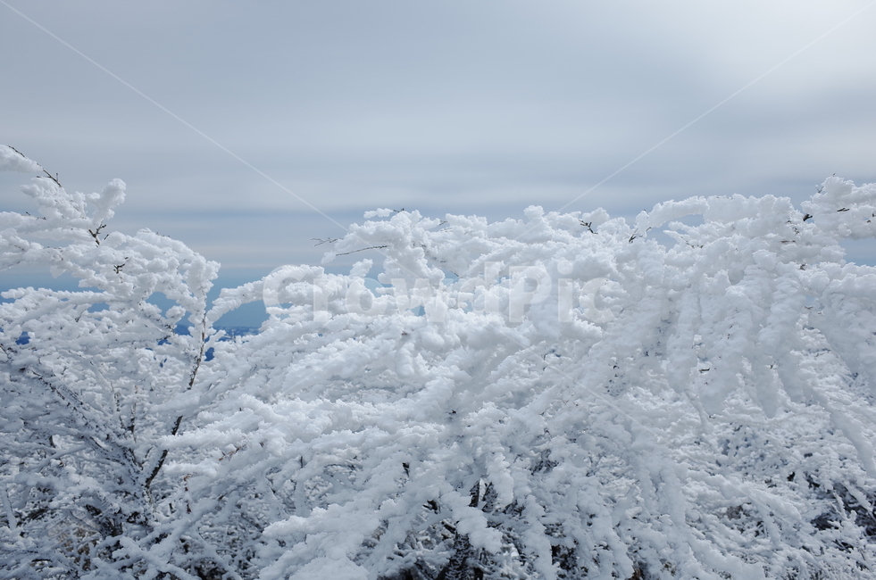 nature,자연,ice,빙,눈,눈꽃,겨울,눈꽃나무,겨울나무,얼음,추운날,겨울,계절,winter,season