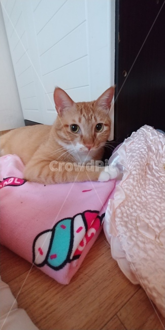 고양이,cat,치즈태비,반려묘,동물,pet,뚱냥이