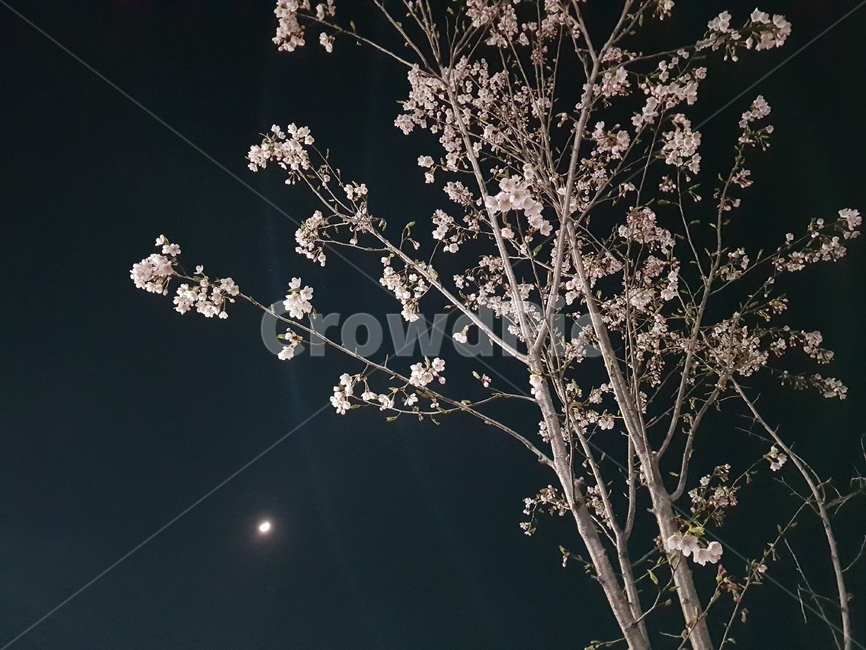 plant,식물,flower,blossom,꽃,cherryblossom,벚꽃,야경