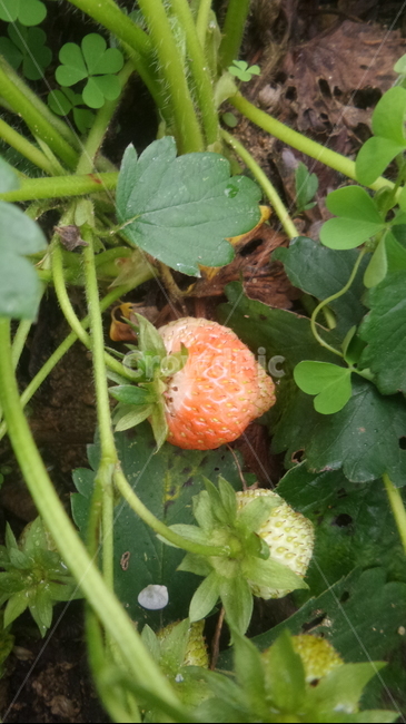딸기,strawberry,장미과,붉은열매,과일,매,초매,농산물,식물,자연,plants,nature,과일,열매,fruit
