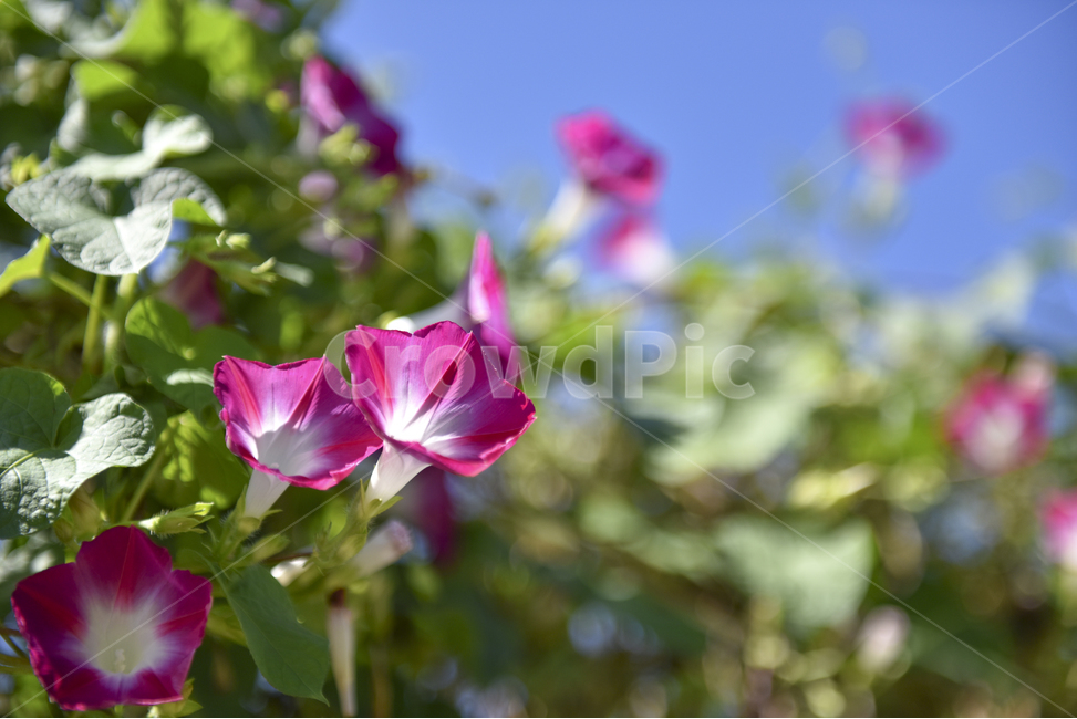 나팔꽃,꽃사진,꽃,핑크,늦여름,가을,식물,자연,plants,nature,꽃,flower
