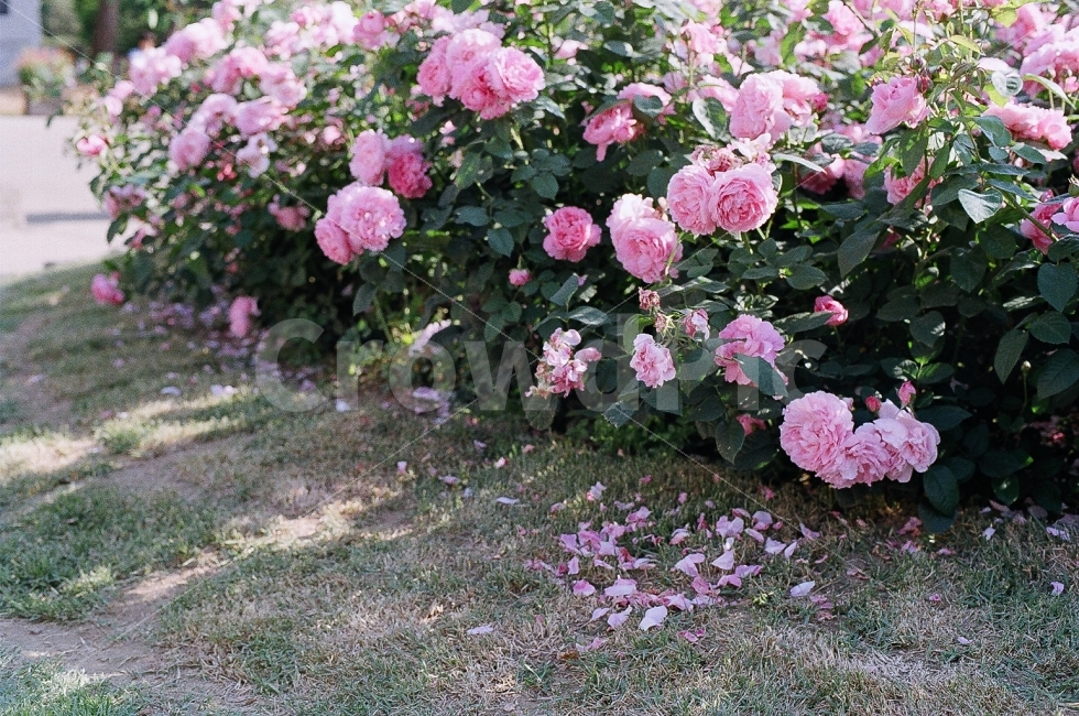 필름사진,장미,꽃,서울대공원,서울대공원장미축제,미놀타x300,식물,자연,plants,nature,꽃,flower