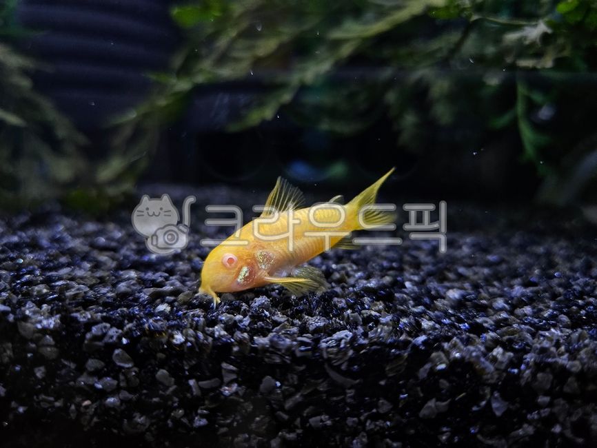 코리도라스,알비노골든코리도라스,알골,열대어,관상어,반려물고기,어항,수족관,애완동물,animal,동물,fish,corydoras,물고기,pet,tropicalfish
