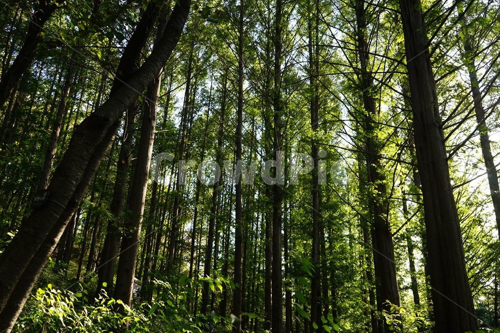 자연,나무,숲,식물,건강,휴식,힐링,치유,woods,forest,green,nature,자연,풍경,nature,landscape,plant