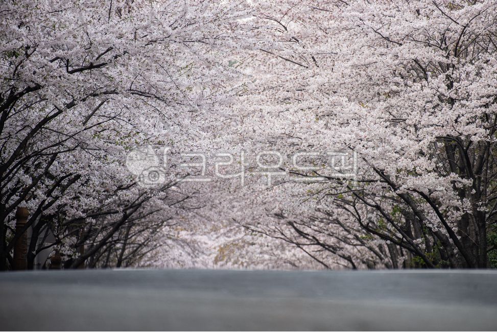 flower,pink,petal,tree,branch,spring,plant,beauty,street tree,street tree avenue,cherry blossom,cherry blossom road,cherry blossom tree,cherry blossom ending,spring flower,road,path
