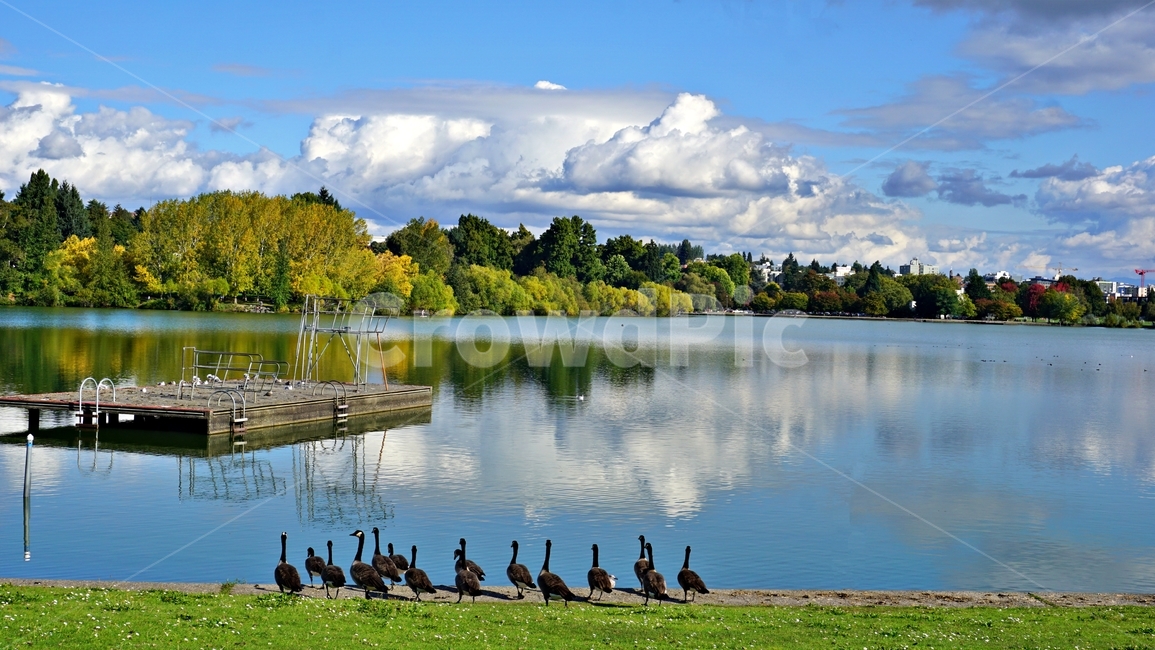 오리떼,호숫가,호수,lake,duck,자연,풍경,nature,landscape,해외,외국,세계,foreign,oversea,world,세계자연풍경,해외자연풍경,외국자연풍경,world nature landscape,water,물,outdoors,옥외,bird,새,animal,동물