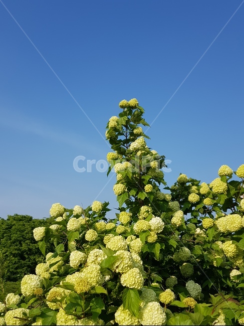 자연,국화,풍경,식물,봄,plant,수국,식물,자연,plants,nature,꽃,flower