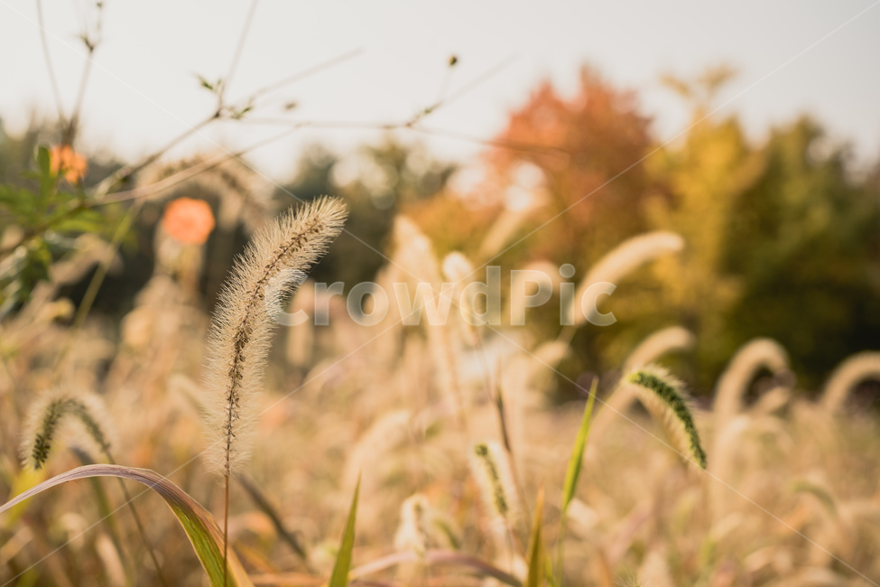 tree,나무,plant,식물,treetrunk,나무줄기,가을,단풍,숲,forest,leaf,잎,강아지풀,가을,계절,fall,autumn,season