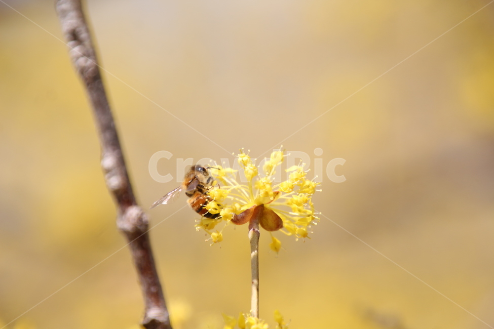 산수유,꽃,층층나무,식물,구례산수유축제,봄,계절,spring,season,식물,자연,plants,nature,꽃,flower,동물,animal,곤충,벌레,insect,bug,bee,벌,invertebrate,무척추 동물,honey bee,꿀벌