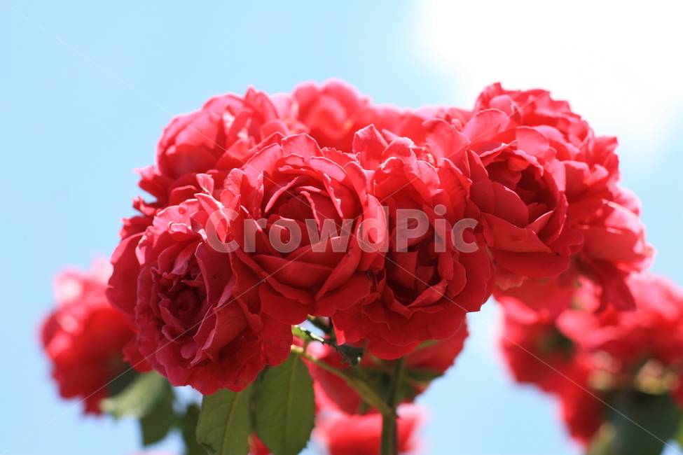 plant,식물,blossom,flower,꽃,장미,rose,빨간장미,장미꽃,빨간꽃