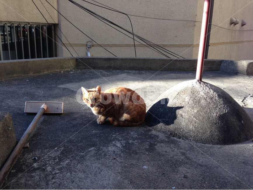 동물,고양이,길고양이,길냥이,도시,골목,옥탑,옥탑방,지붕,그림자,골든타임,저녁,늦은오후,햇살,동물,animal,포유류,mammal,고양이,cat,kitten,kitty
