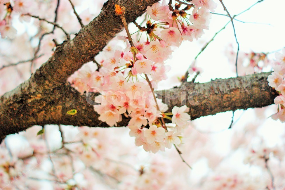 벚꽃,꽃,벚꽃나무,벚꽃축제,봄,나들이,사랑,spring,sakura,pink,blossom,봄,계절,spring,season,식물,자연,plants,nature,꽃,flower,plant
