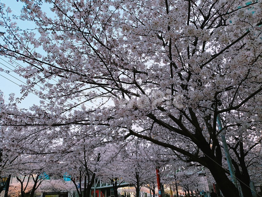 봄,부산,벚꽃놀이,풍경,꽃,4월,3월,자연풍경,벚꽃나무,벚꽃,축제,행사,식물,plants,nature,flower,자연